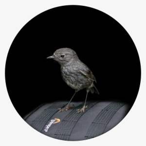 North Island Robin / Toutouwai Limited Edition Of - Wellington