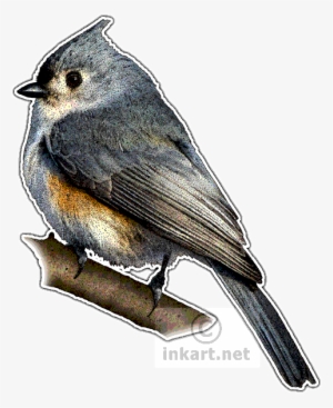 Tufted Titmouse Decal - Tufted Titmouse Line Drawing