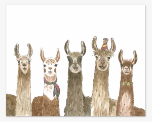 Party With These Llamas - We Herd It's Your Birthday