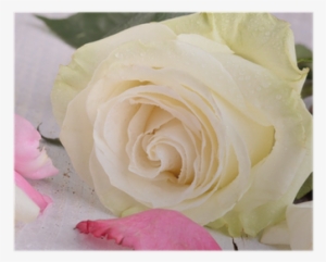 Close-up Of A White Rose With Pink Rose Petals Poster - Pink