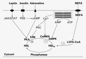 Hsl P , Phosphorylated Hsl - Hormone Sensitive Lipase