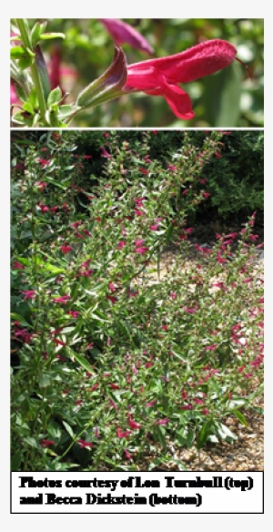 Red Sage, Salvia Pentstemonoides - Woods' Rose