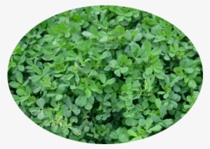 In General, Alfalfa Is A Herbaceous Perennial Legume - Alfalfa