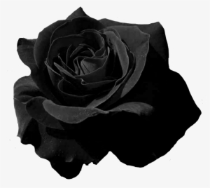 Black And White Roses Png