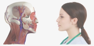 Anatomy Charts - Anatomy