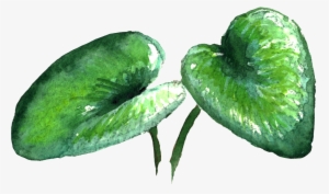Transparent Material For Fresh Green Large Leaf Plants - 大 葉片