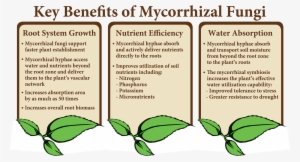 There Are Numerous Documented Benefits That Mycorrhizal - Do Plants Benefit From Their Root System