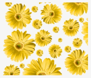 Yellow Daisy Fabric By Ophelia On Spoonflower - Gerbera Daisy Green Png
