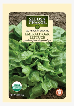Organic Emerald Oak Lettuce Seeds - Seeds Of Change Organic Thai Green Lettuce Seeds