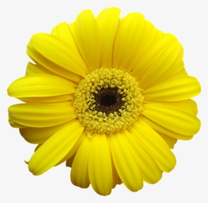Grayling Clean Up Day - Pastel Yellow Flower Png
