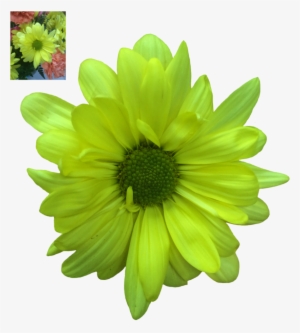 Daisy Transparent Png - Green Daisy Flower Png