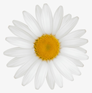 Free Png White Daisy Png Images Transparent - Vlachs In Serbia Flag