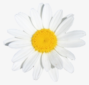 Flower Flowers White Yellow Daisy - Marguerite Daisy
