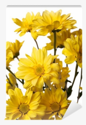 Close Up View Of Yellow Daisy On White Wall Mural • - Chrysanths