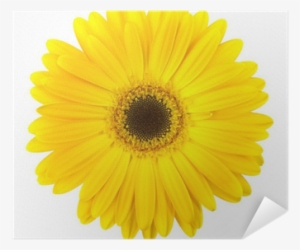 Yellow Daisy Flower Isolated On White Poster • Pixers® - Common Daisy