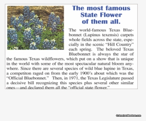 Click An Image To See It Above - Texas Bluebonnet