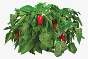 Vegetable Plant Png Download - Aerogrow Jalapeno Pepper Seed Kit