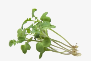 Watercress Sprouts - Garden Cress