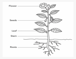 Parts Of A Flowering Plant - Classification Of Vegetables According To Parts Of