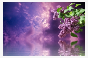 Lilac, Spring, Nature, Branches, Purple - Сирень Пнг