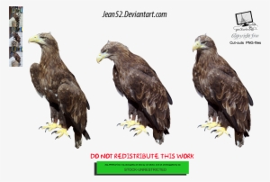 Eagle Png