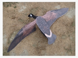 Sillosocks Canada Goose Flapper