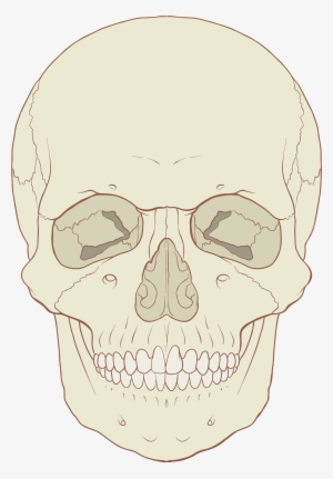 Open - Model Of Human Skull Anterior View
