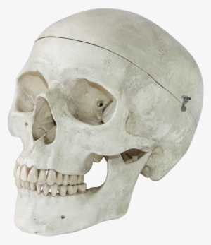 Vintage Anatomical Model Of A Human Skull - Skull