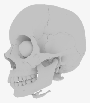 Skull, Orbit, Skeleton, Bone, Teeth, Medical, Human - Skull