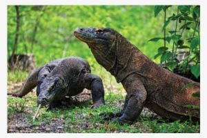 Komodo, West Manggarai
