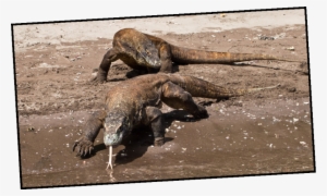 Komodo-dragon - Gharial