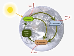 Energy Flow And Biogeochemical Cycles