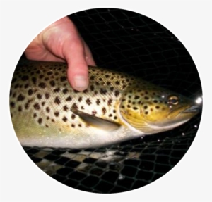 Irish Angling Update » Feeding Trout And Hatching Sedge - Brown Trout