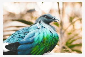 Iridescent Pigeon - Nicobar Pigeon