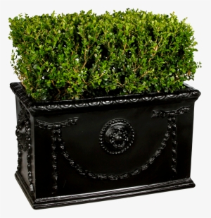 Boxwood Hedge - Flowerpot