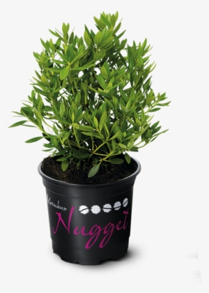 Nugget By Bloombux® Ideal For Flower Bed Edges, Hedges - Bloombux