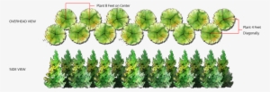 Double Row Of Trees - Leyland Cypress Spacing