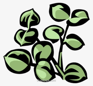 Eucalyptus Royalty Free Vector Clip Art Illustration - Leaf
