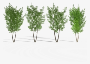 4 Eucalyptus Tree 2 Royalty-free 3d Model - Pond Pine