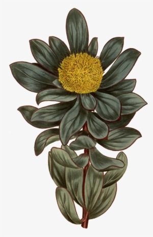 Download At - Botanical Illustration