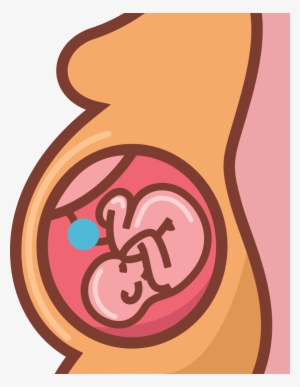 Location Of The Umbilical Cord And Cord Blood Stem - Placenta