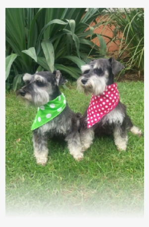 I Have Had A Passion And Love For Dogs Since I Was - Miniature Schnauzer