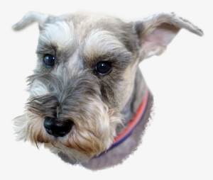 Bleed Area May Not Be Visible - Miniature Schnauzer Png