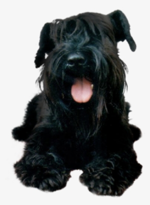 Black Puppy Dog Png - Schnauzer Puppy Transparent Background