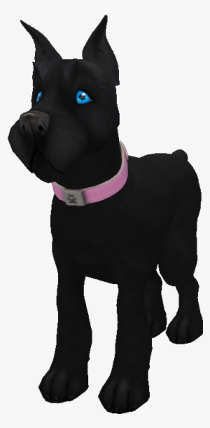 Black Miniature Schnauzer - Dog