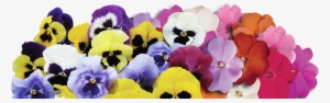 Pansies-slide - Hazzard's Seeds Pansy Mammoth Mix 1,000 Seeds