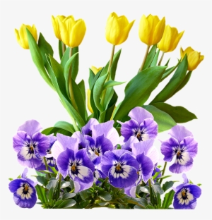 Tulip