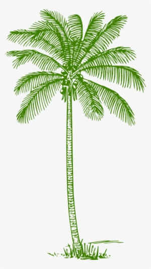 How To Set Use Palm Tree Clipart - Pencil Drawing Coconut Tree