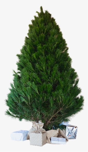 Small Tree - Pine Trees Cut Out