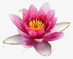 Pink-white Lotus Flower Go Save Freetoedit Lotusflo - National Flower Of India